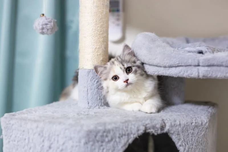Cat Vaccination Schedule