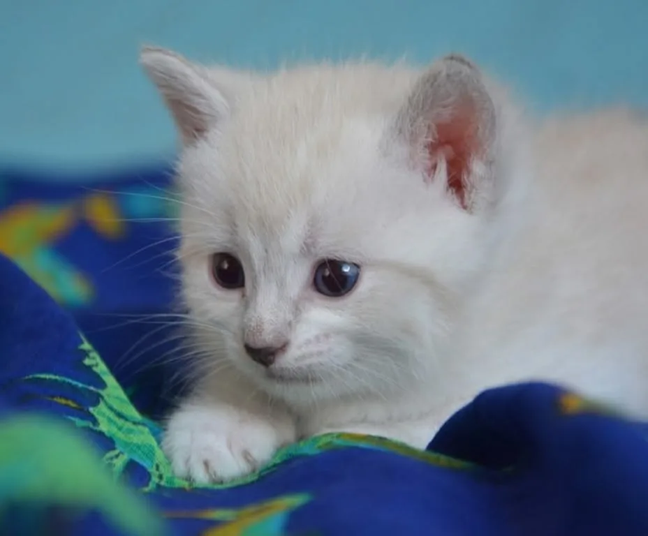 A fluffy cream-colored kitten with large dark eyes crouches on patterned blue fabric, looking down and to the side