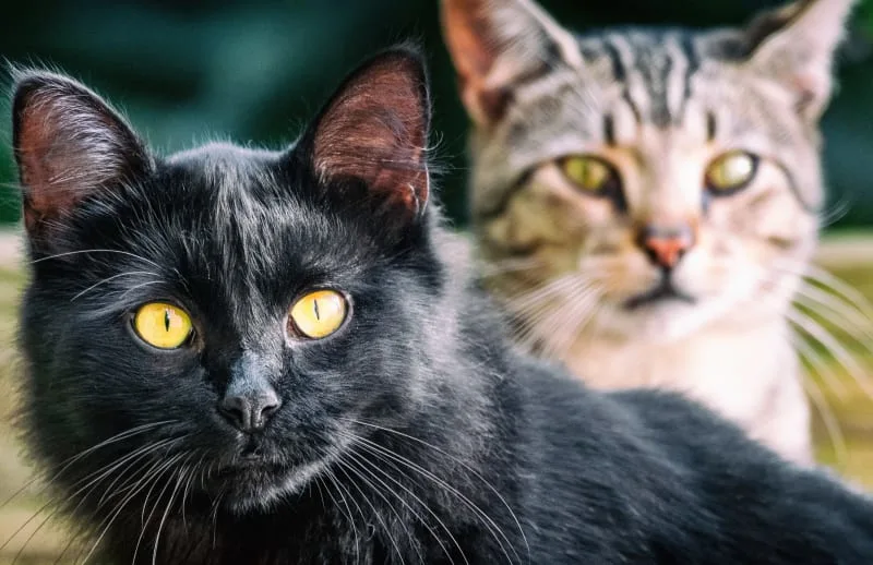Ear Mites in Cats: Causes, Treatment & Prevention