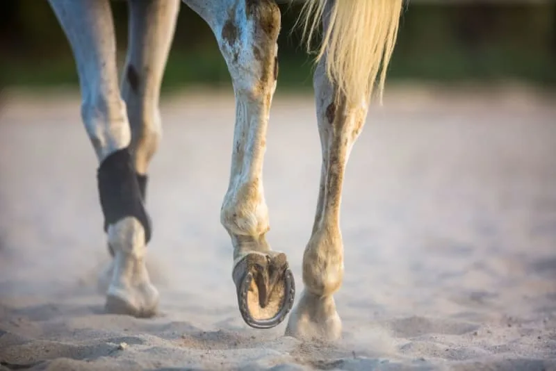Heel Pain in Horses
