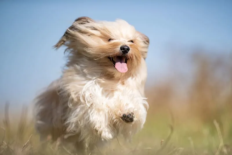 How to Prepare Your Dog for Boarding