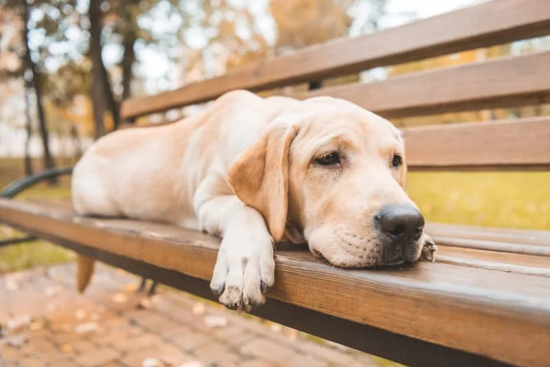Blood in Dog's Stool: Is It an Emergency?