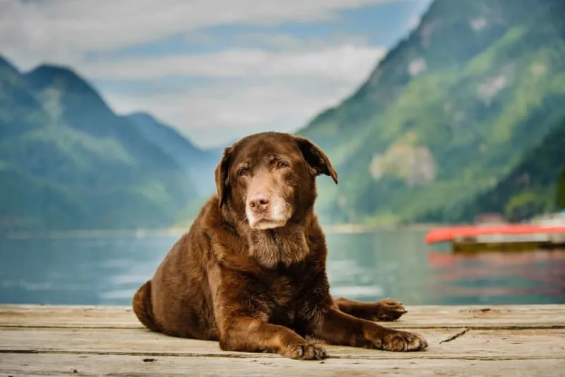 How to Take Care of a Senior Dog: Tips & Advice