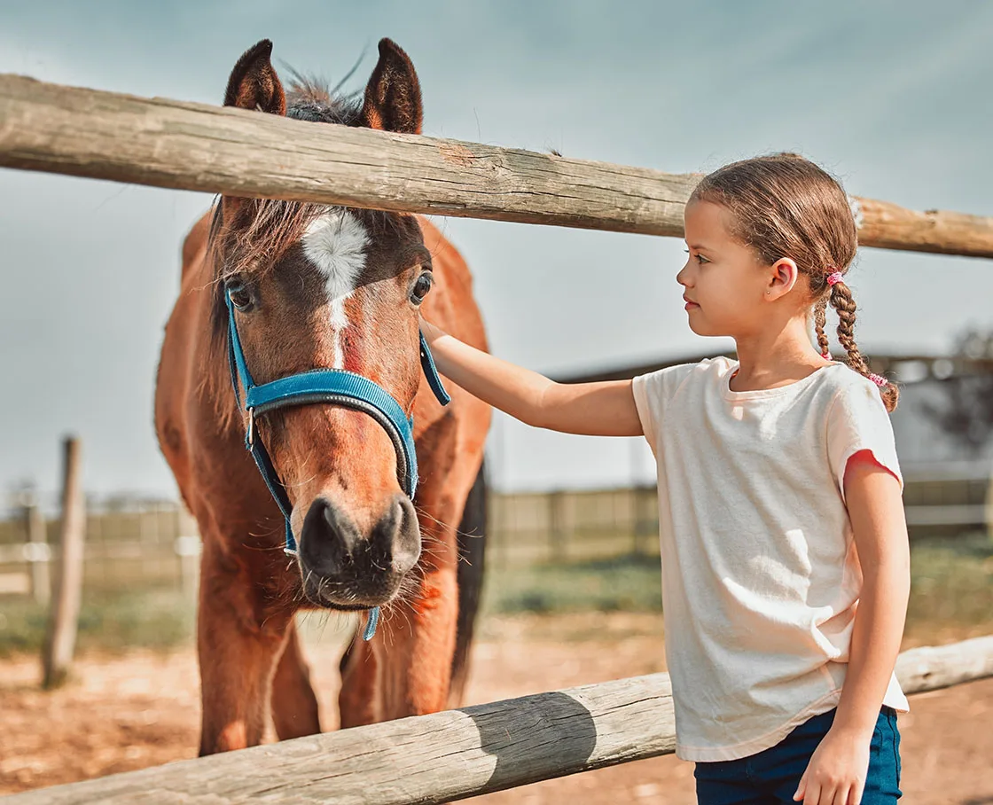 girl petting horse through 3 rung fence