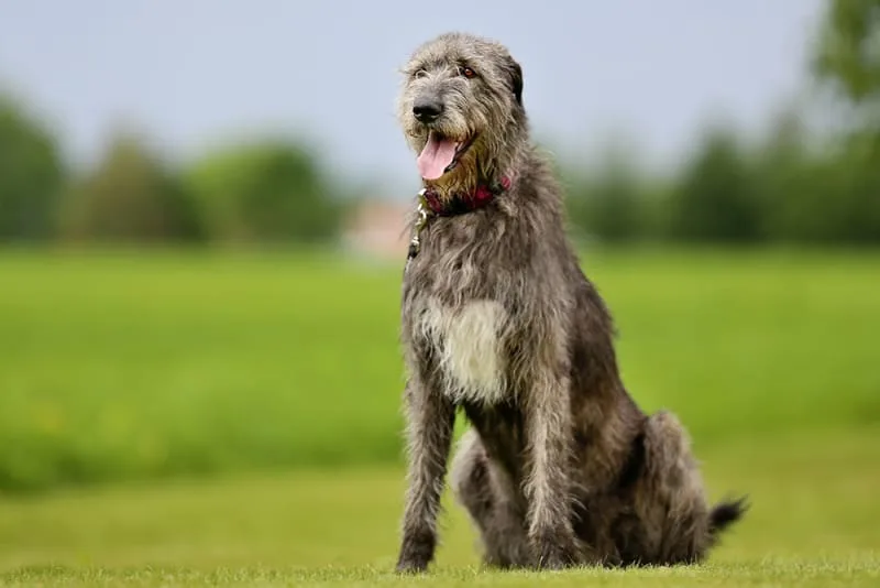 Urinalysis for Dogs & Cats