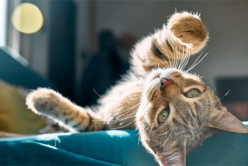 Best Probiotics For Cats