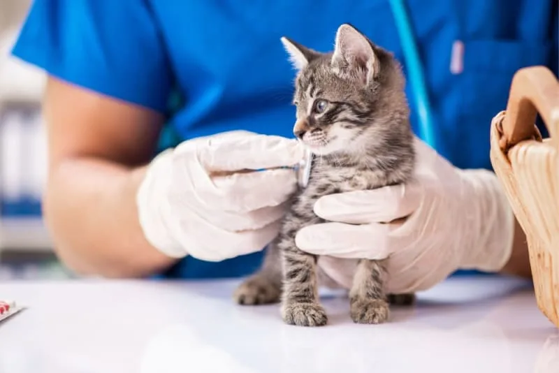 Blood Test Results for Cats, Explained