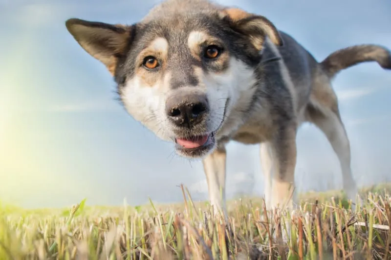 Kennel Cough in Dogs - What It Is & How It's Treated