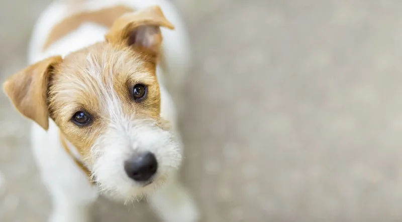 Can a vaccinated dog get rabies? A Pet Parent's Guide