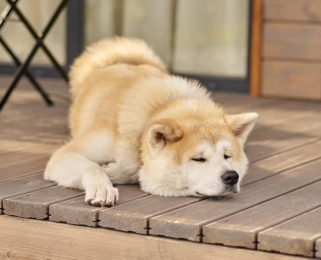 Shiba inu on wooden deck with head down