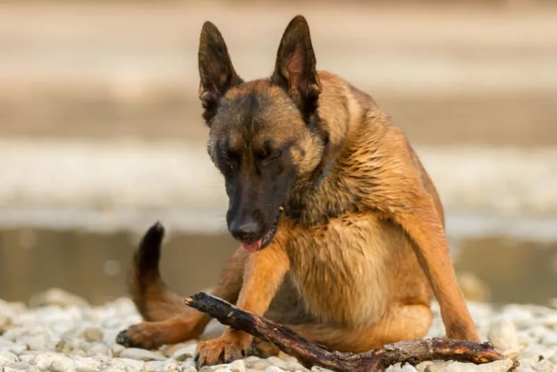 Kennel Cough in Dogs: Signs, Treatment, & Prevention
