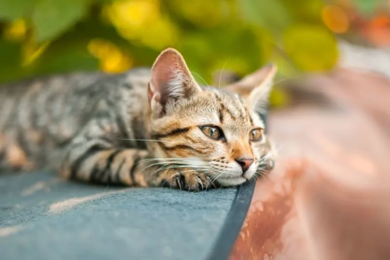 Bordetella in Cats