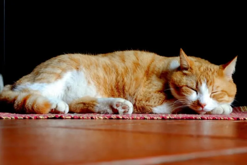 Inflammatory Bowel Disease: IBD in Cats