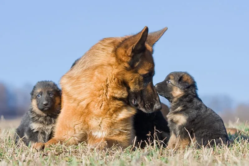 Puppy & Adult Dog Vaccine Schedule