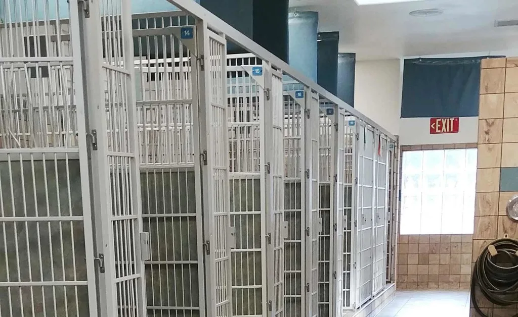 kennel