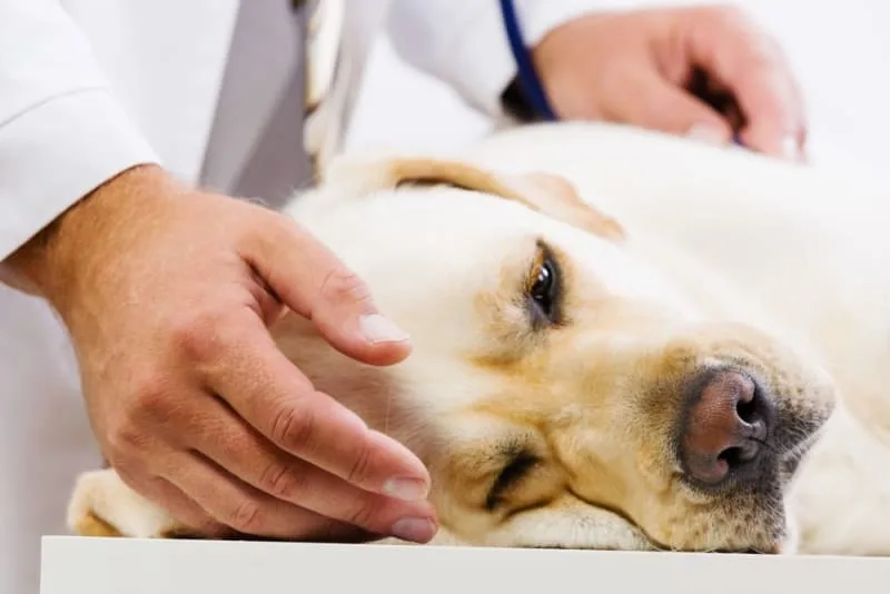 My dog ate chewing gum - is that dangerous?