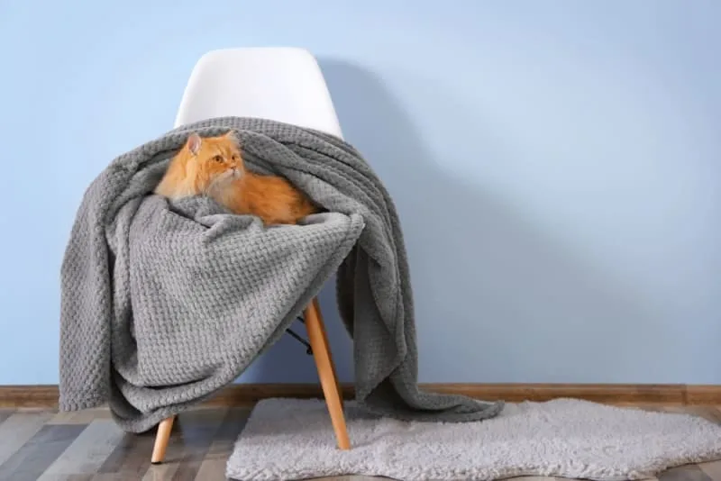 Constipation in Cats