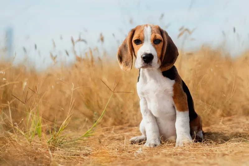 Best Small Dogs for Families