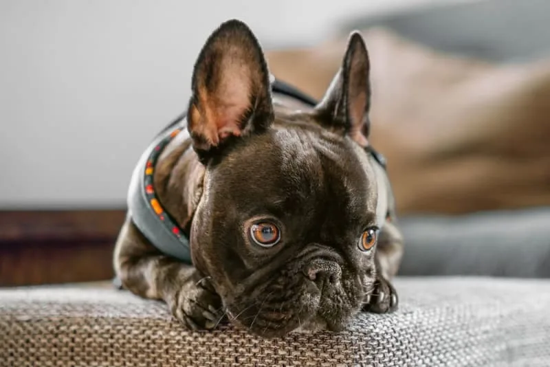 Leaving a Puppy Alone at Home for the First Time: How to Prepare?