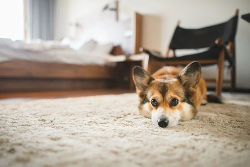 The Possible Causes of Limping in Dogs
