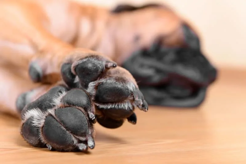 What should I do if my dog cut his paw pad?