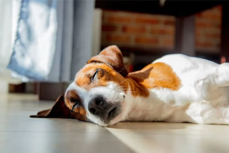 Why is my dog panting at night?