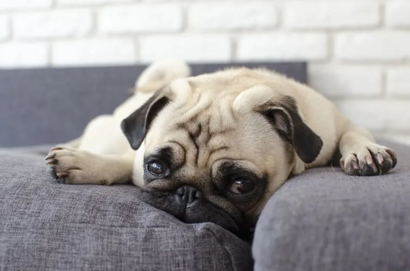 Chronic Hepatitis in Dogs - Symptoms & Treatment