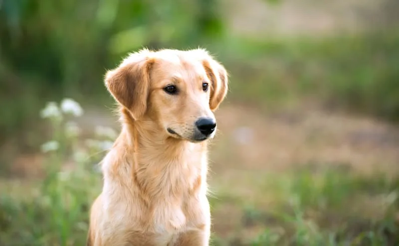 What do Spider Bites on Dogs Look Like?