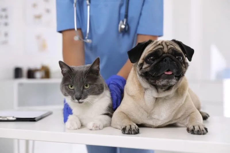 What is a Pet Endoscopy, and Why is it Important?