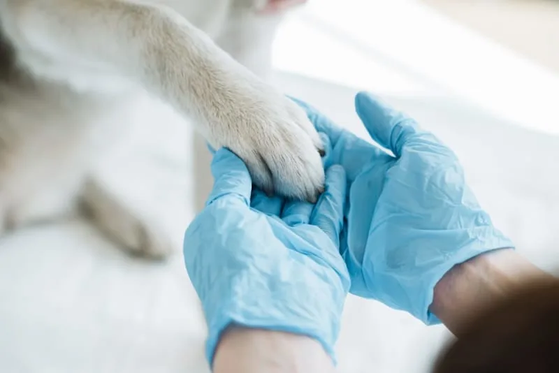 Understanding Blood Tests for Dogs
