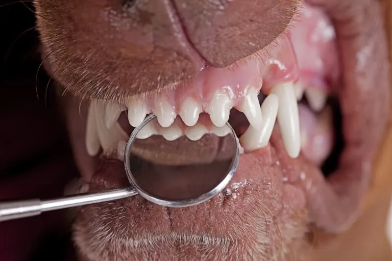 Dog Dental Care: How to Take Care of Your Dog's Teeth