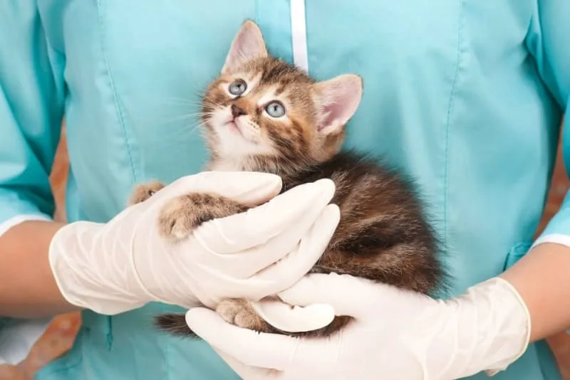 How Often Do You Take a Cat to the Vet?