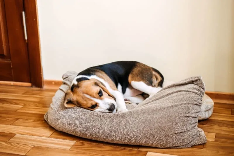 Dog Behavior Changes After Vaccination