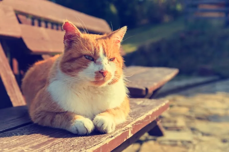 Understanding Hyperthyroidism in Cats