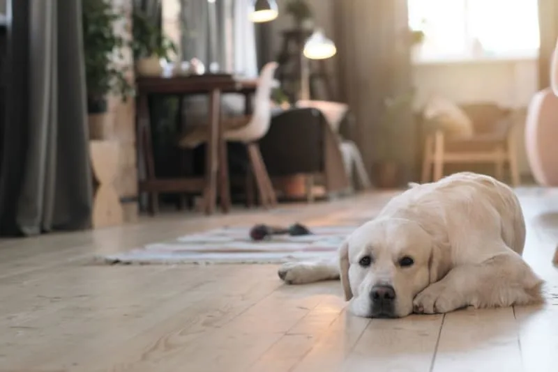 Dog Recovering from Surgery