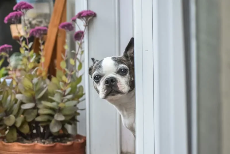 Types of Seizures in Dogs