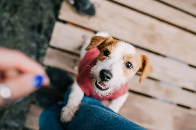 Bowel Obstruction in Dogs