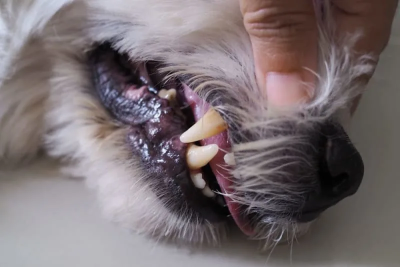What To Expect From Your Dog's Tooth Extraction