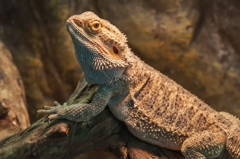 How To Care For A Bearded Dragon