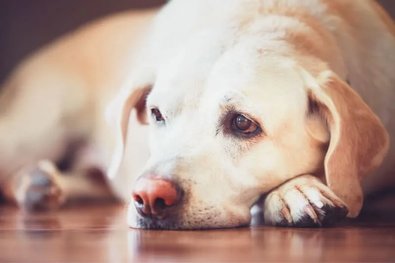 Managing Chronic Pain in Dogs