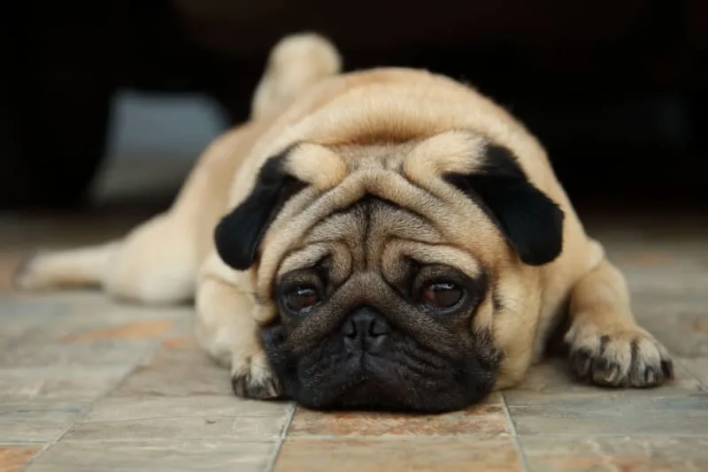 My Dog Ate Gum: Is That Dangerous?