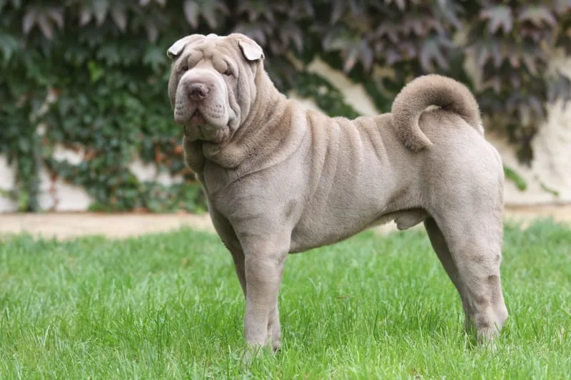 Ectropion in Dogs: Signs & Treatment
