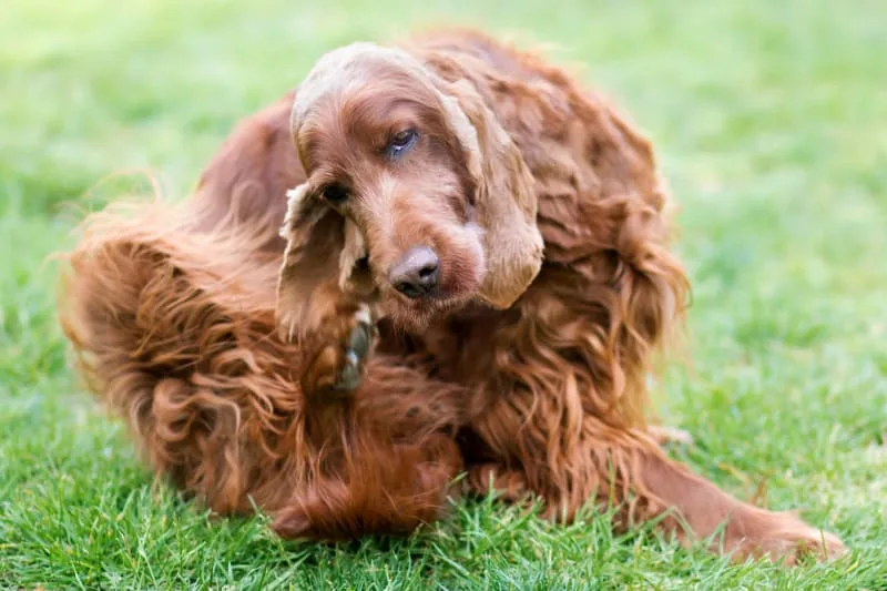 Dog Skin Problems: Scratching, Itching & Other Skin Conditions