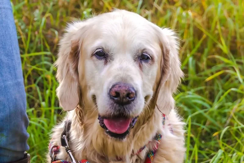 Ehrlichiosis in Dogs: Symptoms & Treatment