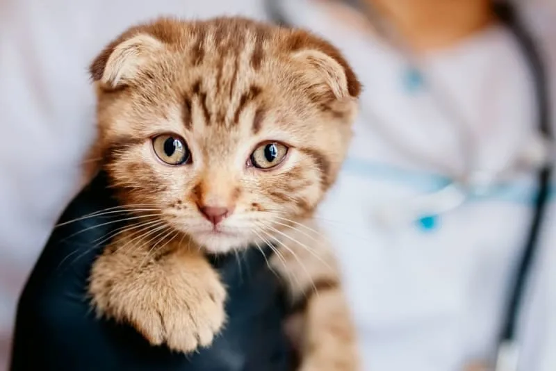 Kitten's First Vet Visit: What to Expect