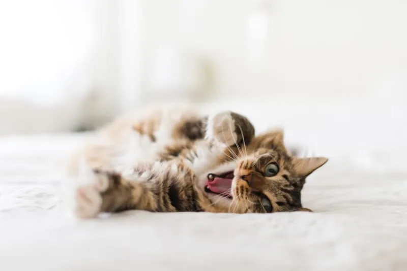 Tooth Resorption in Cats