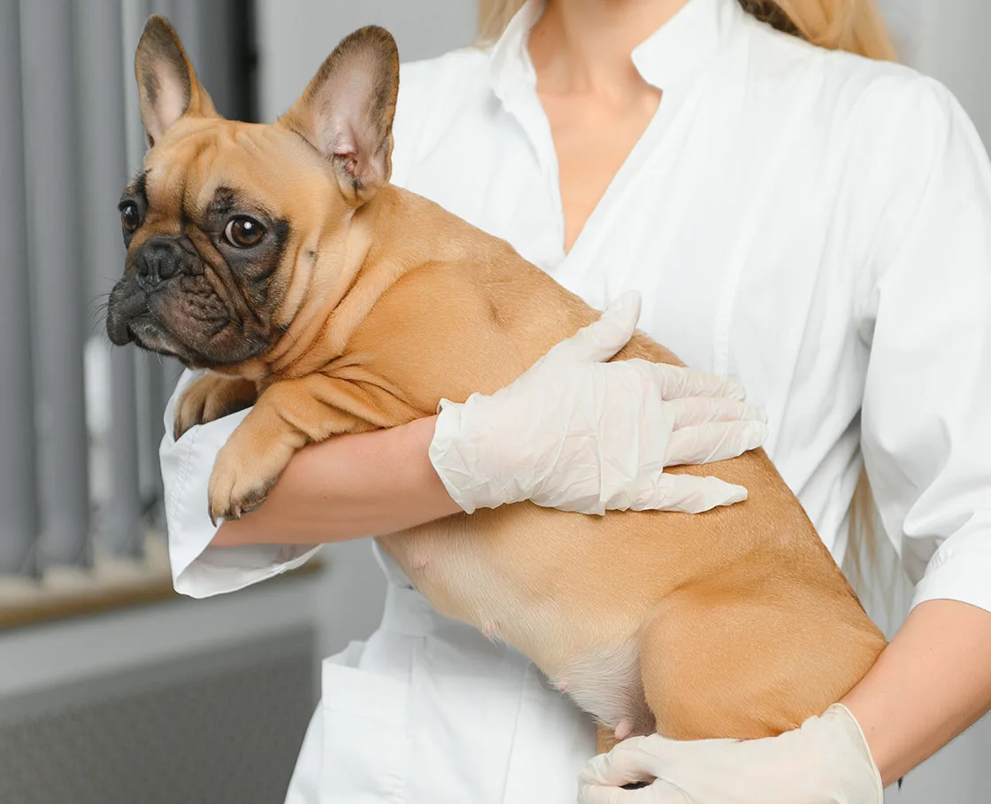 french bulldog exam