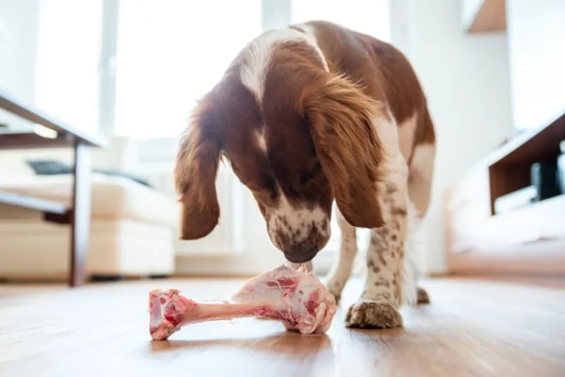 Dog Bone Safety: Can Dogs Eat Bones?