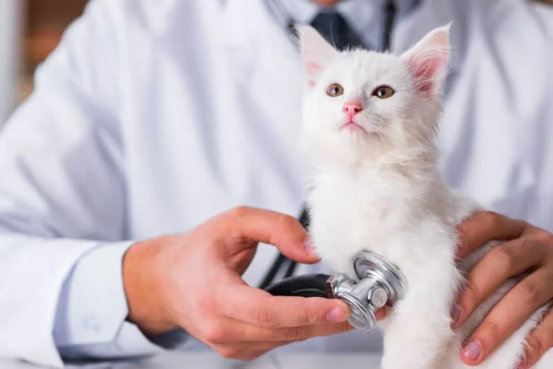 Kitten First Vet Visit - What to Expect & What it Will Cost