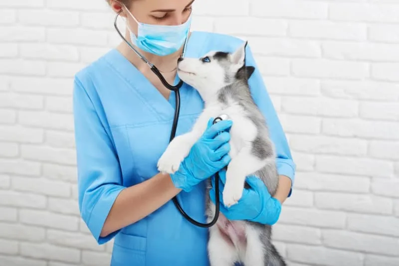 Puppy’s First Vet Visit: Checklist & What to Expect